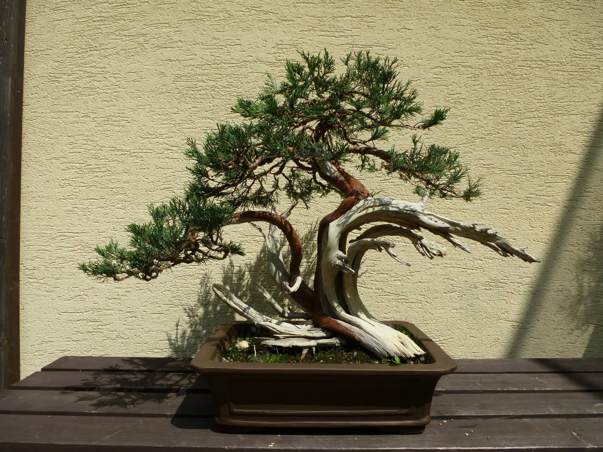 Juniperus chin. - after