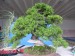 Juniperus chin. Itoigawa - before