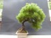 Pinus silvestris - before