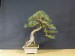 Pinus silvestris - after