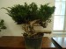 Juniperus chin. - before
